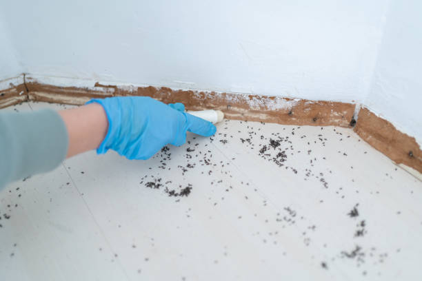 Best Pest Prevention Services  in Huntington Woods, MI